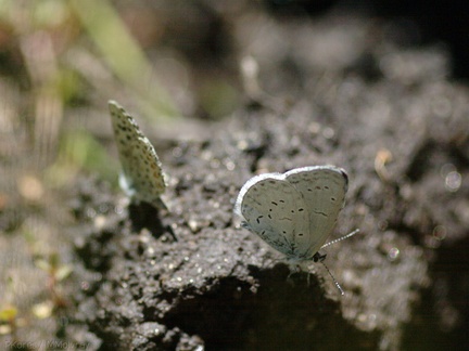 butterflies-indet-on-mud-Copper-Creek-2008-07-23-CRW 7628