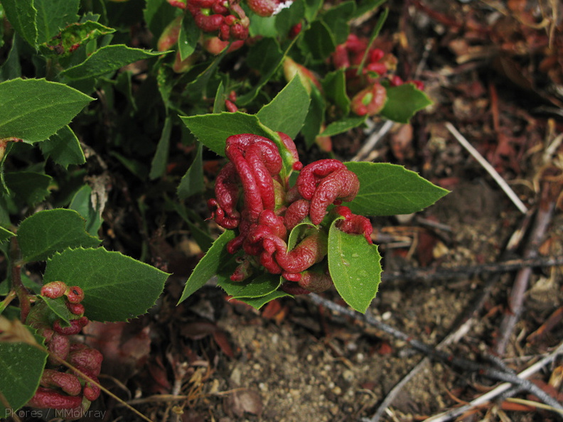 galls-on-Arctostaphylos-Kings-Canyon-road-2008-07-20-img 0397