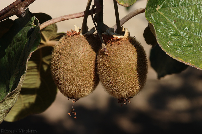kiwifruit-vines-Actinidia-deliciosa-Badger-rte245-2008-07-19-CRW_7470.jpg
