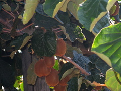kiwifruit-vines-Actinidia-deliciosa-Badger-rte245-2008-07-19-img 0378