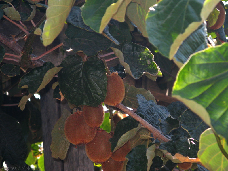 kiwifruit-vines-Actinidia-deliciosa-Badger-rte245-2008-07-19-img_0378.jpg