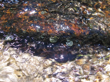 liverwort-thallose-growing-underwater-Copper-Creek-2008-07-23-IMG 0742