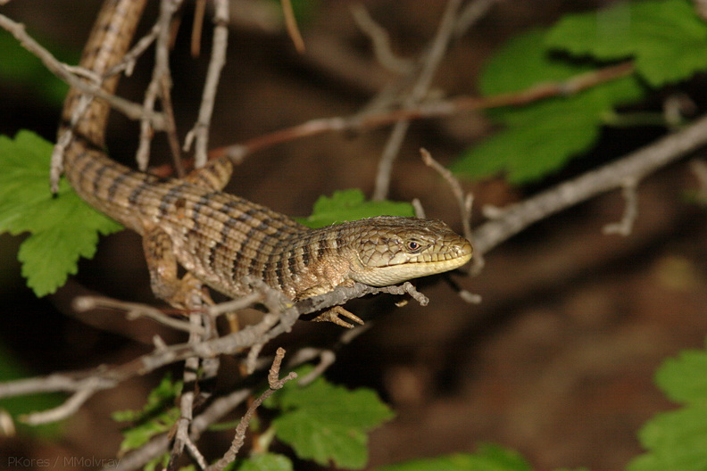 lizard-Lewis-Creek-2008-07-25-CRW_7713.jpg