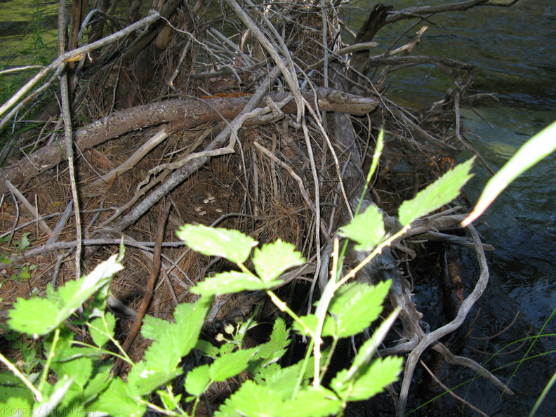 mushrooms-in-fallen-log-Kings-River-nr-Zumwalt-2008-07-22-img_0628.jpg