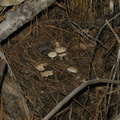 mushrooms-in-fallen-log-Kings-River-nr-Zumwalt-2008-07-22-img 0629