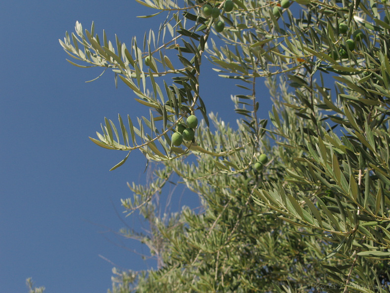 olive-trees-Woodlake-rte245-2008-07-19-img 0375
