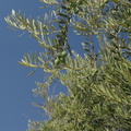 olive-trees-Woodlake-rte245-2008-07-19-img 0375
