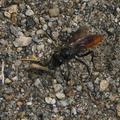 russet-wasp-Kings-Canyon-2008-07-20-img 0403