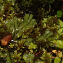 thallose-liverwort-and-mosses-Copper-Creek-2008-07-23-CRW 7624