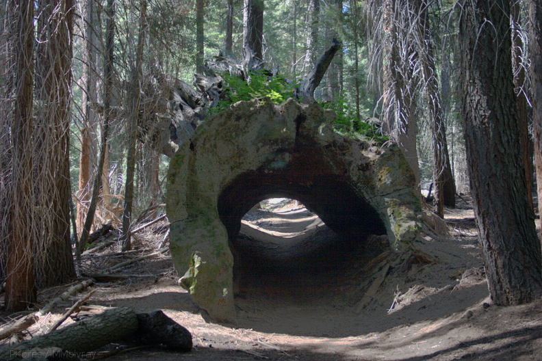 trail-through-hollow-redwood-log-Redwood-Canyon-2008-07-24-CRW_7692.jpg