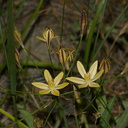 Bloomeria-crocea-goldstar-meadow-near-Princess-camp-SequoiaNP-2012-07-06-IMG 5999