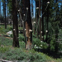 Eriogonum-sp-Buena-Vista-trail-SequoiaNP-2012-08-01-IMG 2504