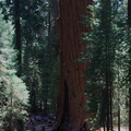 General-Grant-Grove-SequoiaNP-2012-07-30-IMG_6353.jpg