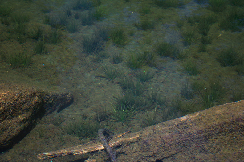Isoetes-nuttallii-quillwort-growing-in-water-Heather-Lake-wetlands-SequoiaNP-2012-08-02-IMG_6585.jpg