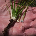 Isoetes-nuttallii-quillwort-showing-sporangium-Heather-Lake-wetlands-SequoiaNP-2012-08-02-IMG_2570.jpg