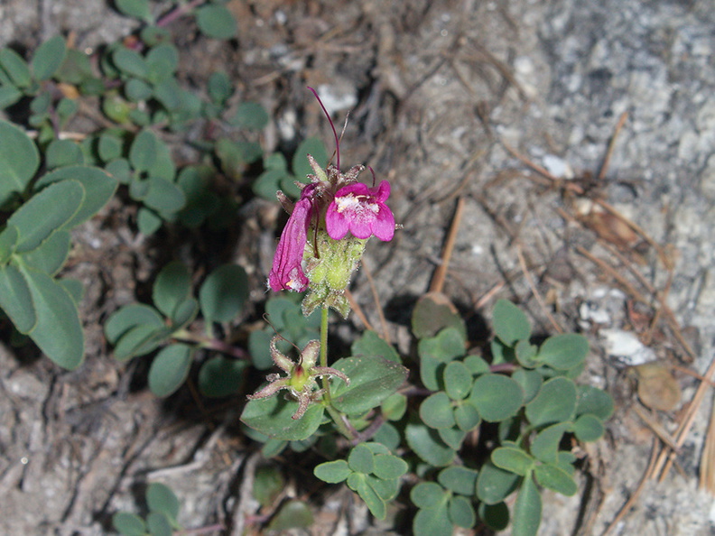 Penstemon-newberryi-mountain-pride-near-Heather-Lake-SequoiaNP-2012-08-02-IMG_6560.jpg