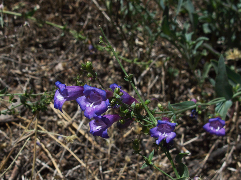 Penstemon-sp-azureus-blue-penstemon-trail-to-Buena-Vista-SequoiaNP-2012-08-01-IMG_2482.jpg