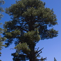 Pinus-jeffreyi-Buena-Vista-trail-SequoiaNP-2012-08-01-IMG_6488.jpg