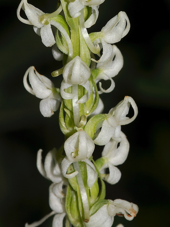 Platanthera-leucostachys-Sierra-bog-orchid-Stony-Creek-SequoiaNP-2012-07-30-IMG 6365