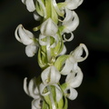 Platanthera-leucostachys-Sierra-bog-orchid-Stony-Creek-SequoiaNP-2012-07-30-IMG_6365.jpg