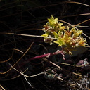 Sedum-spathulifolium-broadleaf-stonecrop-near-Heather-Lake-SequoiaNP-2012-08-02-IMG 2576