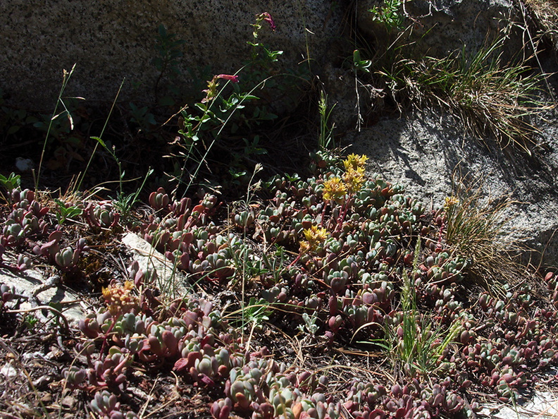 Sedum-spathulifolium-broadleaf-stonecrop-near-Heather-Lake-SequoiaNP-2012-08-02-IMG_2582.jpg