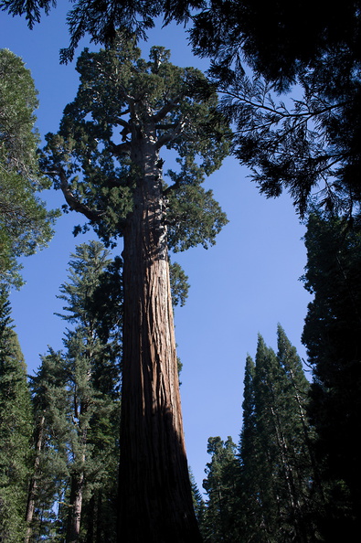 Sequoiadendron-giganteum-giant-redwood-General-Grant-Grove-Kings-Canyon-2012-07-05-IMG_5881.jpg