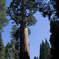 Sequoiadendron-giganteum-giant-redwood-General-Grant-Grove-Kings-Canyon-2012-07-05-IMG_5881.jpg