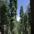 forest-view-near-Crescent-Meadow-SequoiaNP-2012-07-31-IMG_6411.jpg