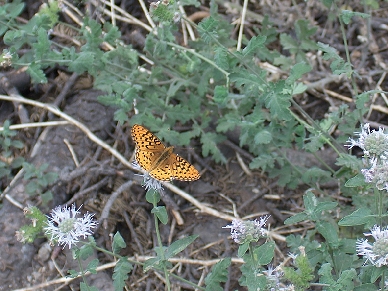 fritillary-butterfly-Heather-Lake-trail-SequoiaNP-2012-08-02-IMG_6650.jpg