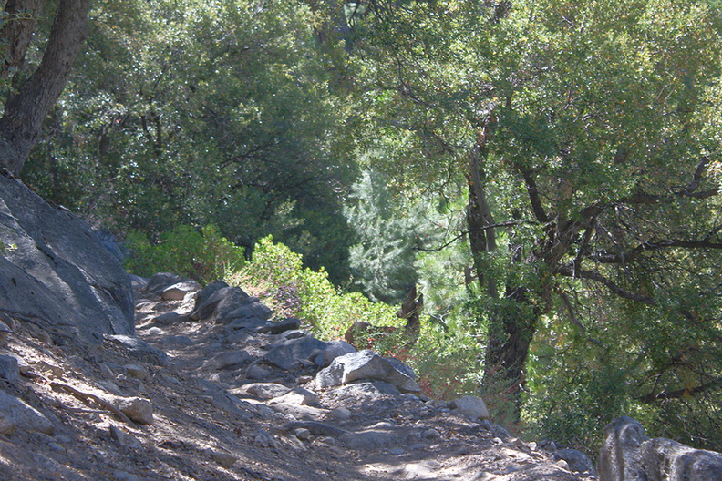 mule-deer-Bubbs-Creek-trail-Kings-CanyonNP-2012-07-08-IMG 6143
