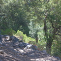 mule-deer-Bubbs-Creek-trail-Kings-CanyonNP-2012-07-08-IMG_6143.jpg