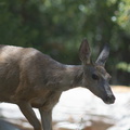 mule-deer-Bubbs-Creek-trail-Kings-CanyonNP-2012-07-08-IMG_6147.jpg