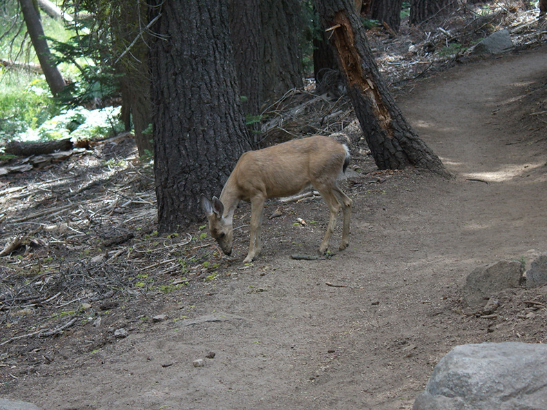 mule-deer-feeding-on-wolf-lichen-Heather-Lake-trail-SequoiaNP-2012-08-02-IMG 6658
