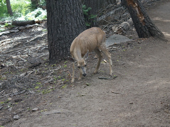 mule-deer-feeding-on-wolf-lichen-Heather-Lake-trail-SequoiaNP-2012-08-02-IMG 6659