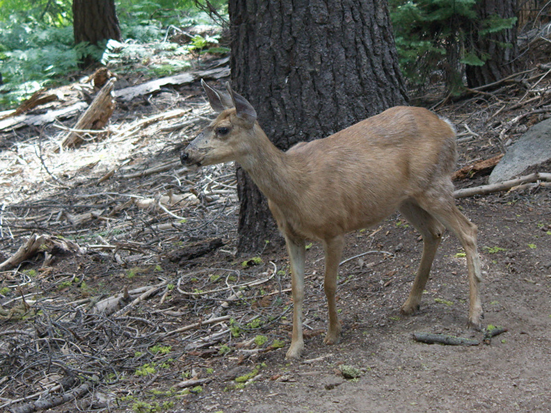 mule-deer-feeding-on-wolf-lichen-Heather-Lake-trail-SequoiaNP-2012-08-02-IMG_6661.jpg