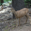 mule-deer-feeding-on-wolf-lichen-Heather-Lake-trail-SequoiaNP-2012-08-02-IMG_6661.jpg
