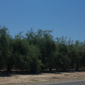 olive-farm-Central-Valley-SW-of-Kings-Canyon-2012-07-09-IMG_6197.jpg