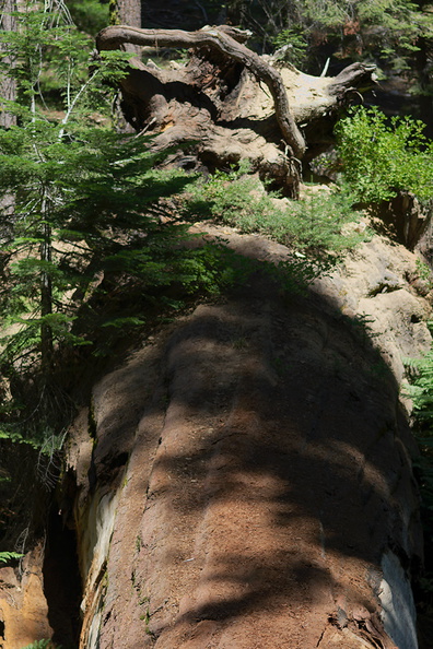 redwood-sapling-growing-on-fallen-trunk-Sequoia-NP-2012-07-31-IMG_6426.jpg