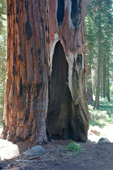 redwood-trunks-after-fire-trail-near-Crescent-Meadow-SequoiaNP-2012-07-31-IMG 6400