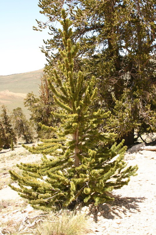 bristlecone pine7