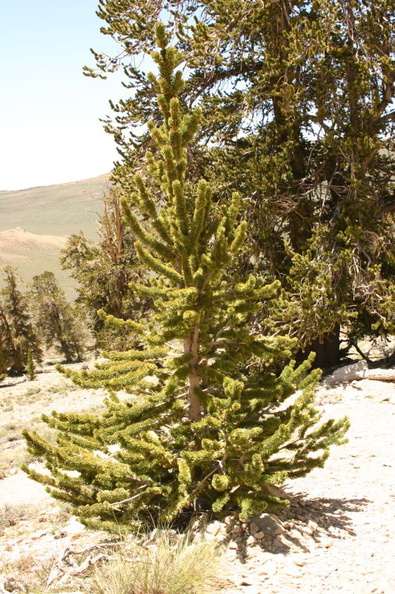 bristlecone pine7
