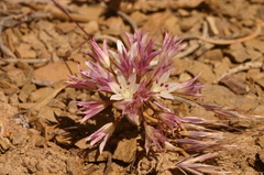 Allium-atrorubens-inyo-onion-flowers