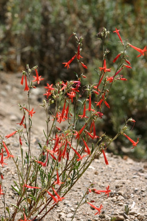 ipomopsis-aggregata-scarlet-gilia-devils-postpile-road-2007-08-11-img 4432