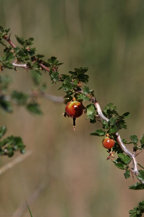 ribes-roezlii-sierra-gooseberry-rainbow-falls-2007-08-11-img 4404