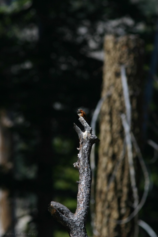 rufous-hummingbird-life-size-rainbow-falls-2007-08-11-img 4402