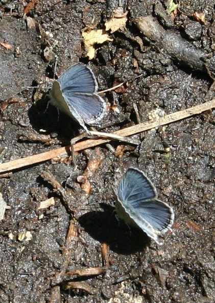 blue-butterflies-on-trail-Convict-Lake-mm1