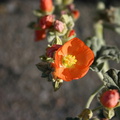 Sphaeralcea-ambigua-apricot-mallow-McGee-Creek-1.jpg