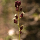 Streptanthus-tortuosus-shieldleaf-McGee-Creek-2