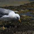 mono-lake-california-gulls-feeding-on-flies-img_4182-sm.jpg